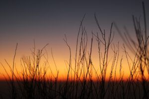 Siluetas de malezas al atardecer en un campo, inspiración para domina malezas cultivos cobertura consejos.