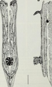 Ilustración científica en blanco y negro de una estructura alargada con corona filamentosa ecologia 2