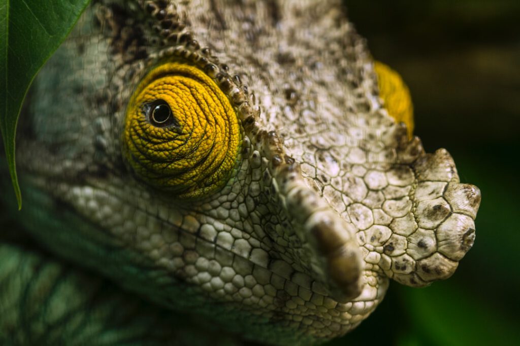 Primer plano de camaleón con ojo amarillo y piel escamosa, evocando educacion conciencia publica proteccion humedales ecosistemas acuaticos