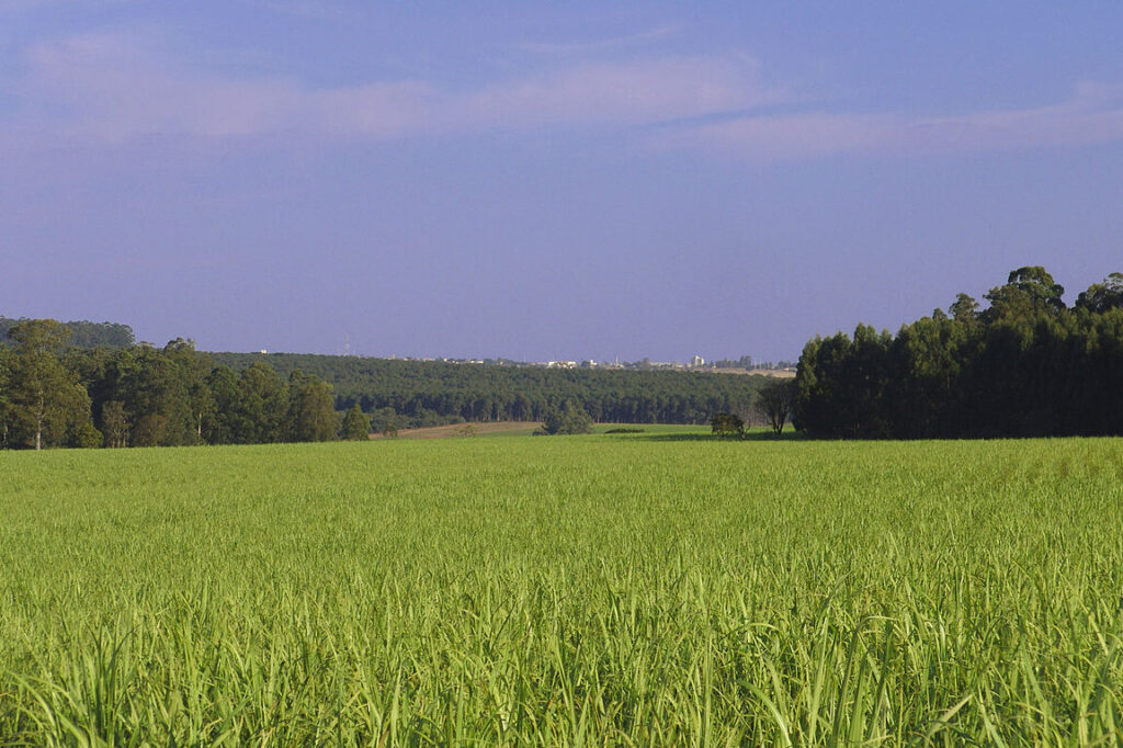 Extenso campo verde con arboleda al fondo que representa Agricultura sostenible.