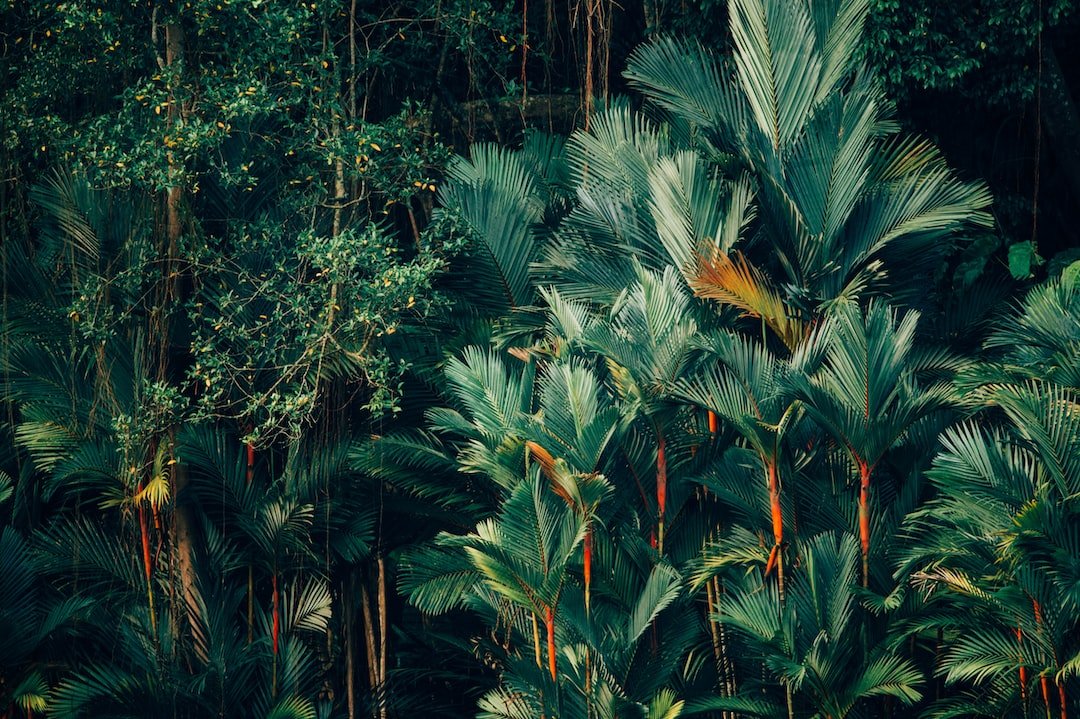 Cómo se puede equilibrar la necesidad de desarrollo económico con la conservación de los bosques y selvas tropicales