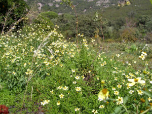 Pradera en ladera cubierta de flores amarillas y blancas por una especie invasora