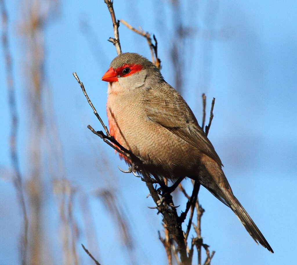 Ave pequeña de plumaje grisáceo y pico rojo en rama, especies invasoras 2