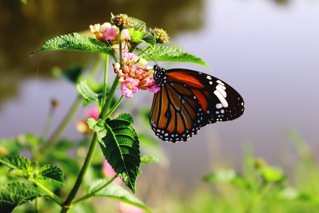Mariposa monarca posada en flores rosas junto a hojas verdes, símbolo de factores extincion especies principales.