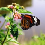Factores de extinción de especies: descubre los principales