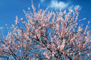 Árbol en flor rosa contra un cielo azul claro, geotermia 1