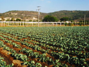 Campo en hileras con plantas jóvenes y surcos listos para herramientas agricolas