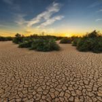 La impactante relación entre deforestación y biodiversidad