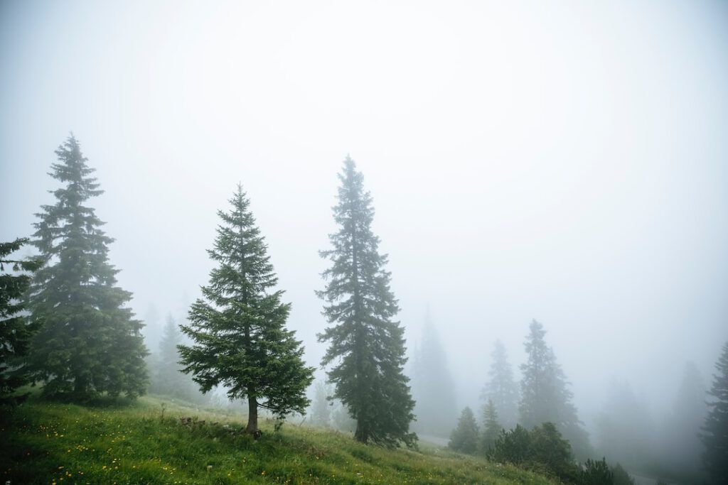 Bosque brumoso con pinos y pradera que ilustra la importancia legislacion proteccion corredores biologicos para la conectividad ecológica.