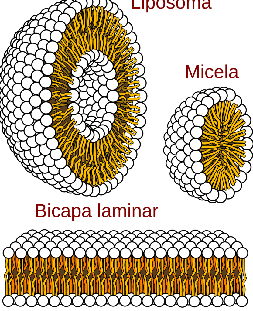 Diagrama de liposoma, micela y bicapa laminar mostrando capas lipídicas y colas hidrófobas, insectos controlados