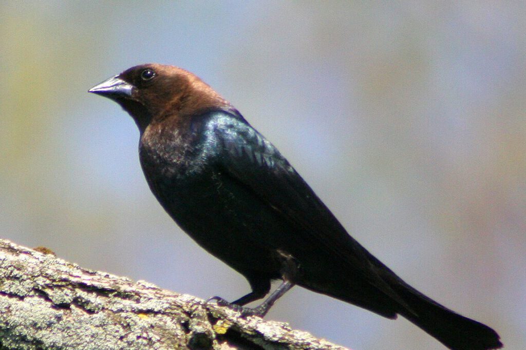 Ave de plumaje oscuro y cabeza marrón posada sobre una rama, invasoras globales