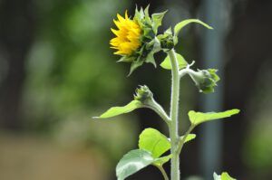Joven girasol en botón sobre tallo erguido y hojas verdes en fondo desenfocado involucra comunidad restauracion humedales zonas riberenas descubre como