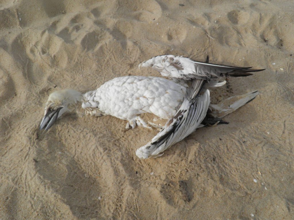 Ave marina muerta en la arena junto al mar contaminado 1.