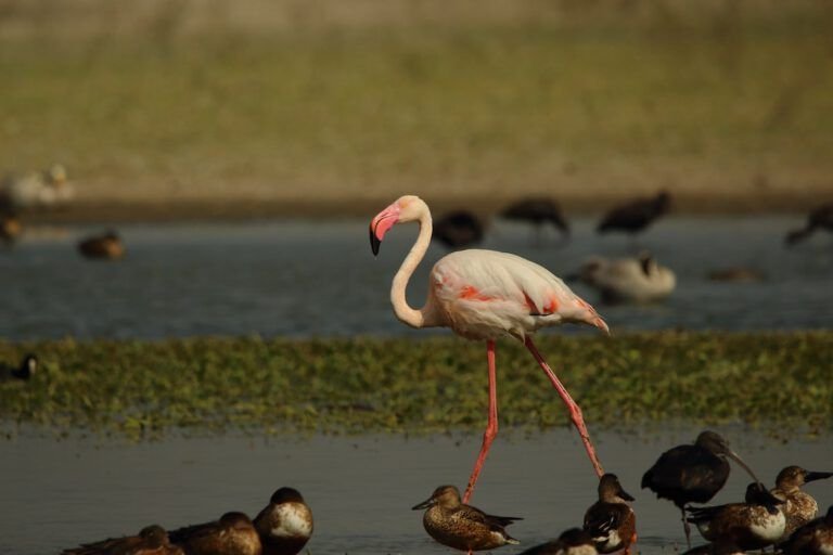 mejora cooperacion internacional proteger especies migratorias