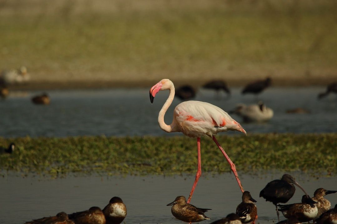 Cómo se puede mejorar la cooperación internacional en la protección de las especies migratorias
