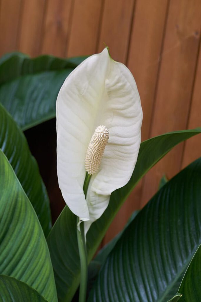 Lirio de la paz blanco en primer plano rodeado de hojas verdes y fondo de madera, naturaleza 10