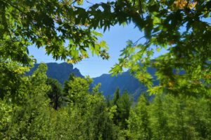 Hojas verdes en primer plano que enmarcan un paisaje montañoso y la naturaleza circundante