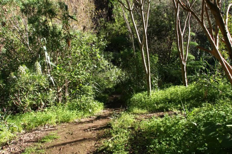 Descubre el secreto detrás de la selección de árboles y cultivos en agroforestería