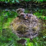 Descubre los secretos de los humedales y ecosistemas acuáticos