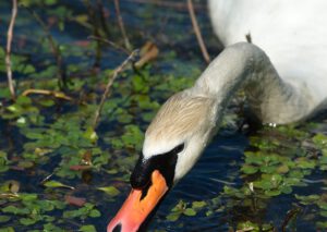 Cisne bebiendo y buscando alimento entre vegetación en la naturaleza acuatica.