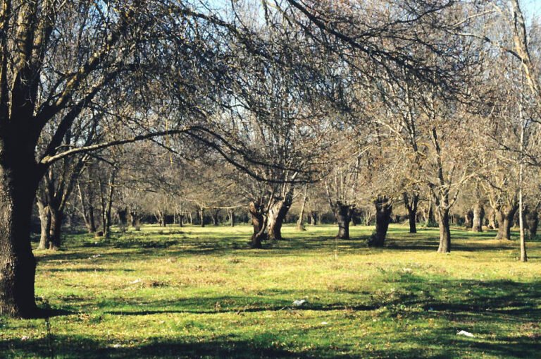 Desafíos en la implementación de la agroforestería: cómo superarlos