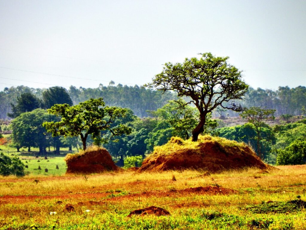 naturaleza devastada 1