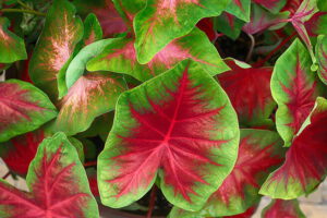 Hojas acorazonadas en tonos rojo y verde que evocan naturaleza exuberante.