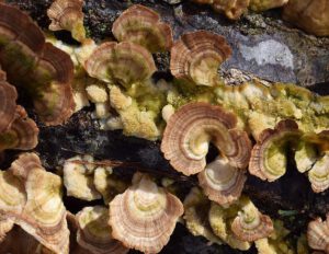 Pequeñas setas en madera con bandas concéntricas y materia esponjosa en la naturaleza humeda.