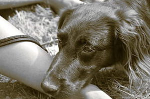 Perro apoyando la cabeza sobre el brazo de una persona en césped, naturaleza impactada.