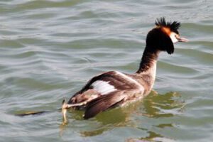 Ave acuática crestada nadando entre ondas verdes en entorno natural, naturaleza preservada 1