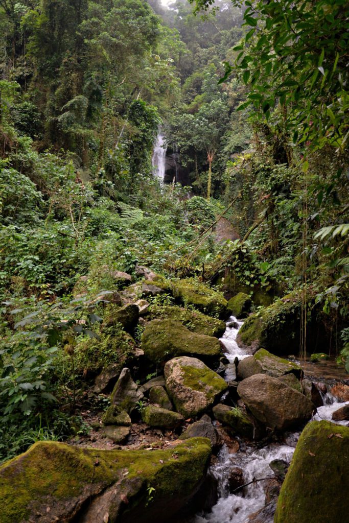 Arroyo y cascada entre rocas y vegetación densa en una naturaleza preservada
