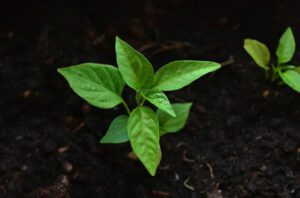 Brote joven con hojas verdes sobre suelo oscuro, naturaleza sostenible 1.