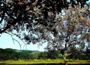 Árboles con ramas y frutos anaranjados sobre una pradera verde y cielo azul, naturaleza sostenible 3