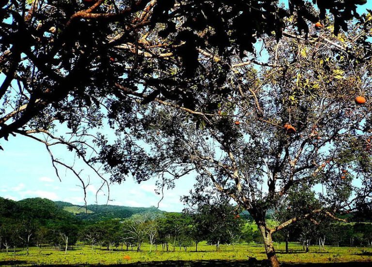 El impacto ambiental de los abonos orgánicos: descubre su verdadero alcance