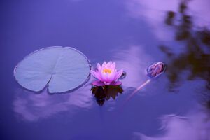 Nenúfar flotante y flor rosada en agua tranquila que ilustra objetivos restauracion humedales zonas riberenas importancia.