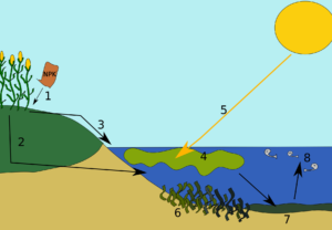 Diagrama costero con escorrentía de fertilizantes NPK, floración algal, praderas marinas afectadas y peces muertos que ilustra oceano acidificado 1