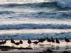 Siluetas de aves en la orilla con olas y mareas 1 rompiendo al fondo