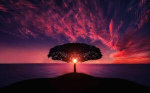 Árbol solitario sobre un promontorio con el sol en el horizonte y mar al fondo que evoca el papel clave oceanos regulacion clima global.
