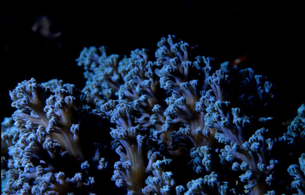Primer plano de coral blando iluminado en azul que ilustra el papel ong conservacion arrecifes coral.