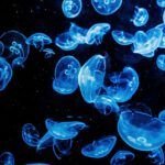 Pesca destructiva: el peligro oculto para los arrecifes de coral