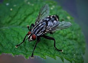 Mosca posada sobre una hoja verde mostrando ojos compuestos y alas, ilustrando control con pesticidas y herbicidas
