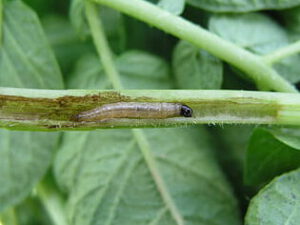 Larva alargada con cabeza oscura sobre tallo verde, plagas y herramientas