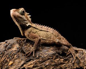 Lagarto marrón posado sobre corteza y suelo rocoso que ilustra practicas conservar suelo en ecosistemas secos.