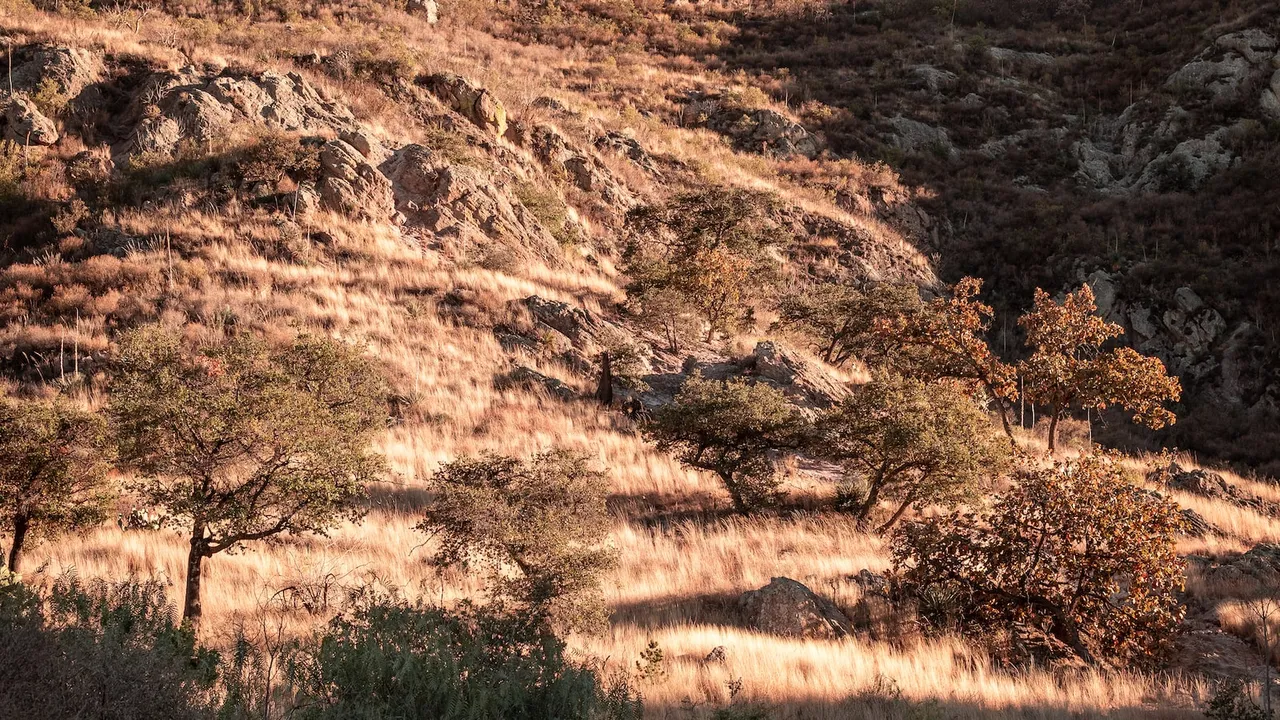 Un bosque frondoso donde se ven árboles altos y verdes, con un cartel que dice "Recicla y conserva, cuidemos nuestros ecosistemas" 