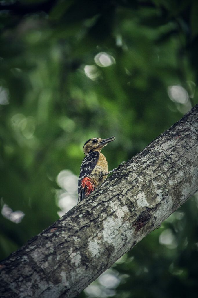 Pájaro carpintero posado en un tronco con fondo verde y bokeh, recordando reciclar residuos electronicos importancia