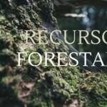 El impacto del reciclaje en la conservación de los recursos forestales