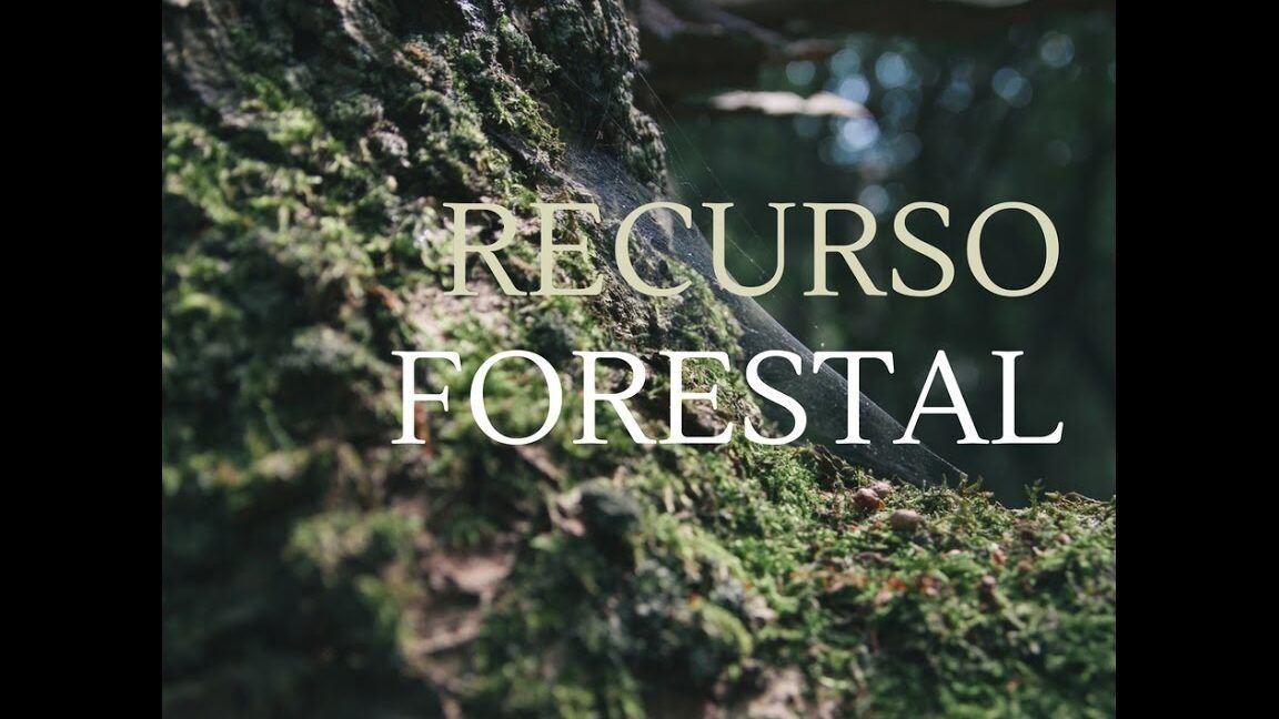 recursos forestales