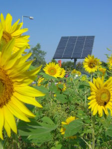 Girasoles amarillos en primer plano con un panel solar detrás, ilustrando renovables 1.