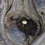 Restauración de humedales y zonas ribereñas: ¡Descubre por qué es crucial!