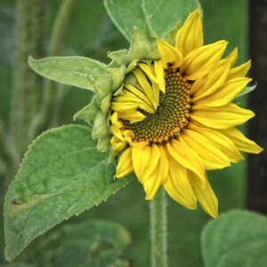 Girasol amarillo en primer plano mostrando pétalos y hojas verdes para rotacion de cultivos 1.